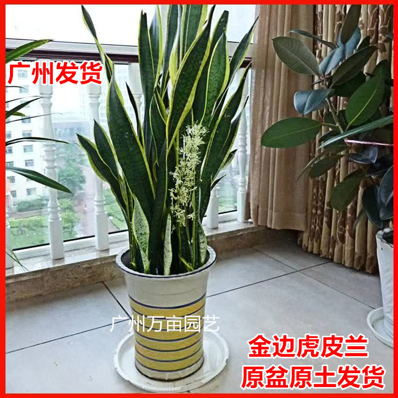 金边虎皮兰室内盆栽四季常绿好养