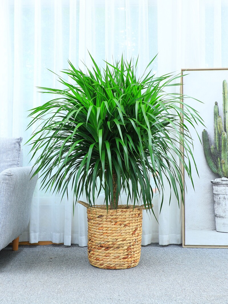 单株多头龙血树植物大型室内客厅吸甲醛绿植龙须树盆栽植物