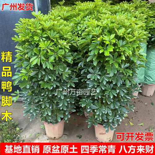 鸭脚木客厅大盆栽八方来财绿植物
