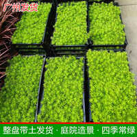 广州佛甲草草皮真草带泥土黄金草绿化造景地被万年草庭院别墅花园