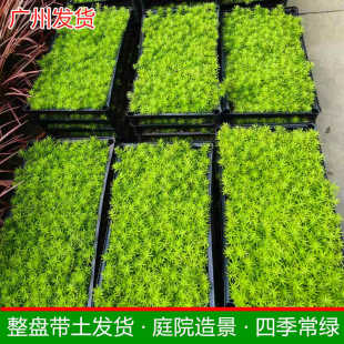 广州佛甲草草皮真草带泥土黄金草绿化造景地被万年草庭院别墅花园