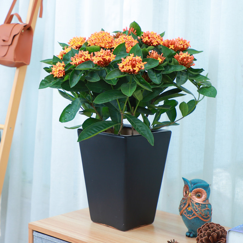 龙船花本地粉新加坡橙色四季开花阳台观花龙船花植物花卉