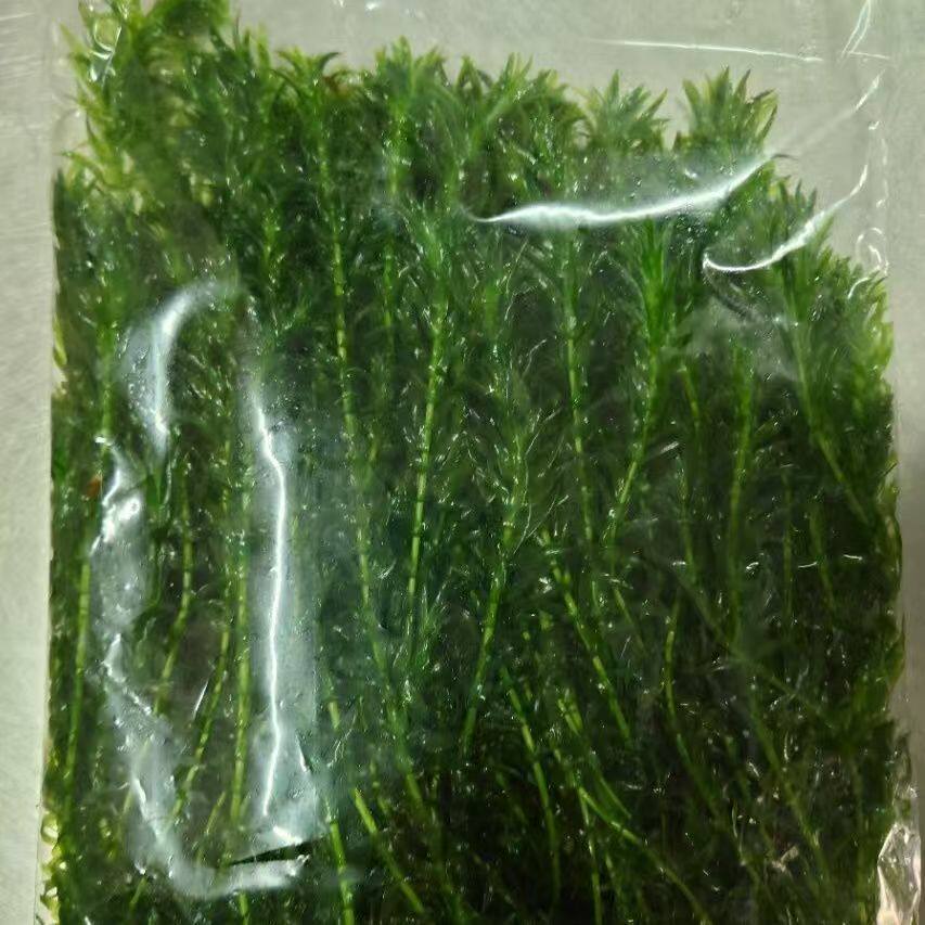 100支蜈蚣草鱼缸懒人草净化水质造景水草水温草大叶九搭配绿菊草