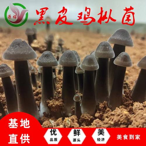 商用5斤新鲜鸡枞菇现采坏单包赔