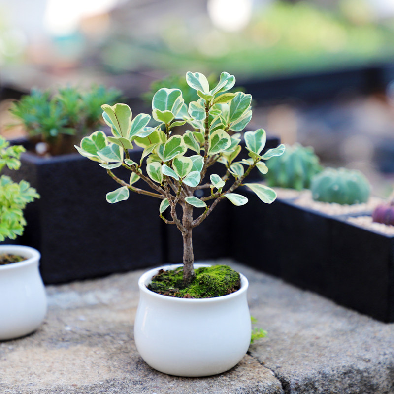 进口 灵动可爱叶子 美叶心型小榕树 办公室桌面迷你小盆栽绿植