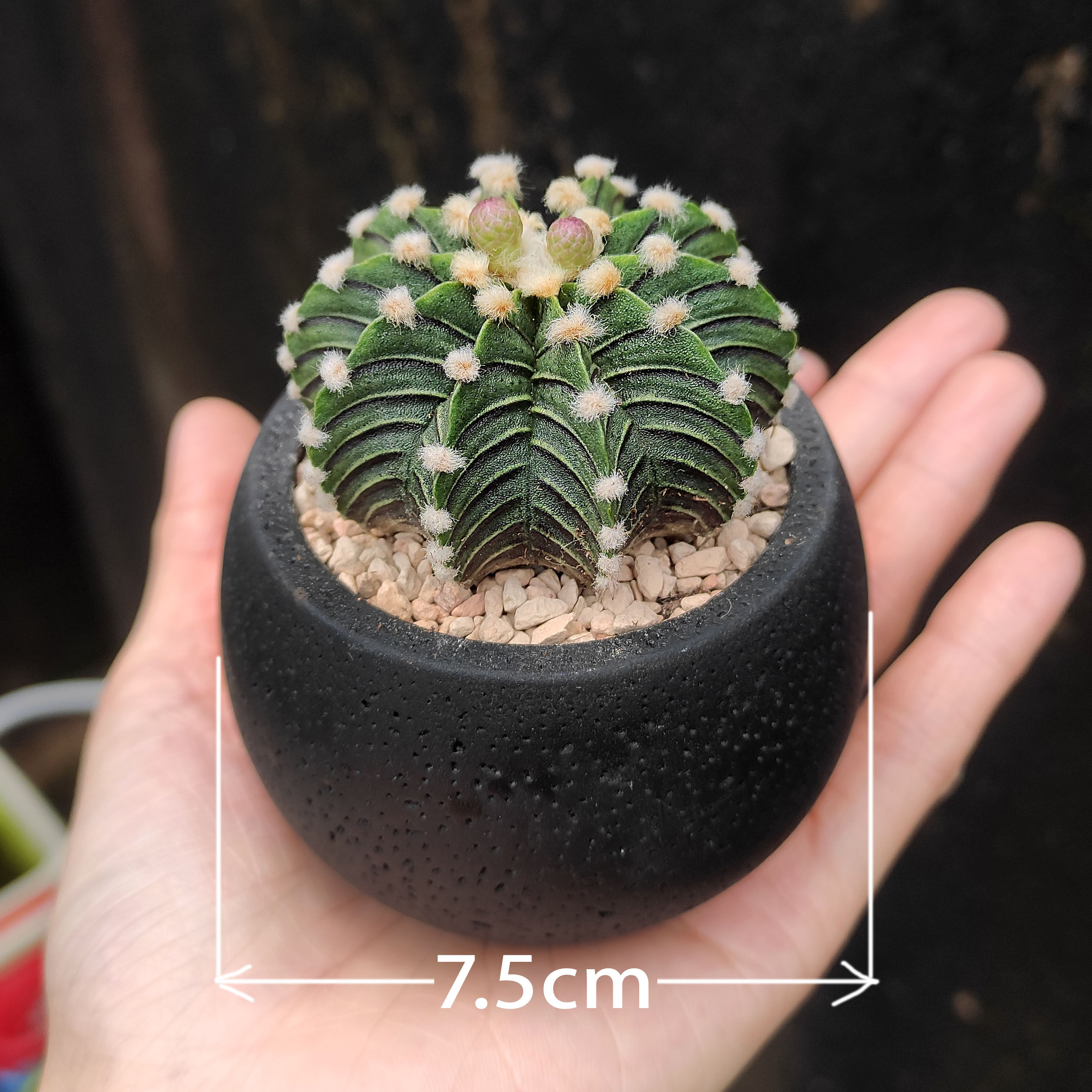 讨喜多肉植物夏季开花好养耐活
