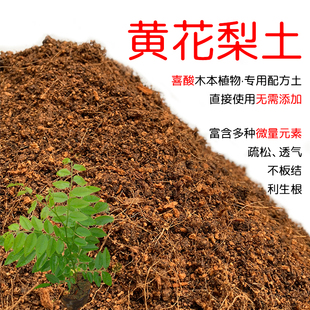 黄花梨土盆栽种植黄花梨专用土酸性土壤沙性土花泥通用营养土花肥