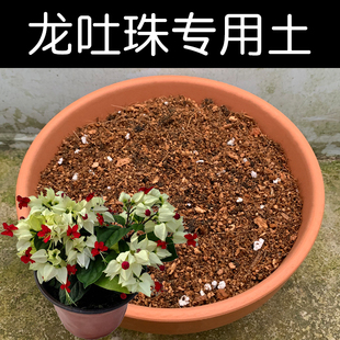 龙吐珠土专用土配方营养土盆栽花卉椰糠泥炭土壤种植有机花土花肥