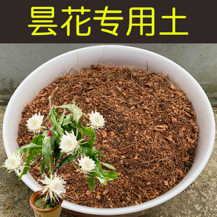 昙花专用土酸性土配方营养土盆栽花卉绿植盆景红土壤有机花土花肥