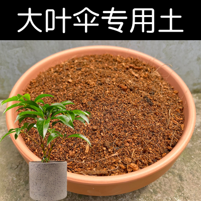 大叶伞盆栽种植营养土顺丰包邮