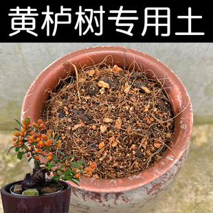 黄栌树专用土酸性黄栌树土家用盆栽种植沙性红土壤配方营养土花肥
