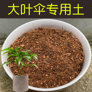 大叶伞专用土酸性配方营养土盆栽花卉绿植盆景红土壤有机花土花肥