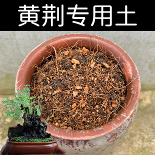 黄荆专用土酸性黄荆土家用盆栽树苗种植沙性红土壤配方营养土花肥