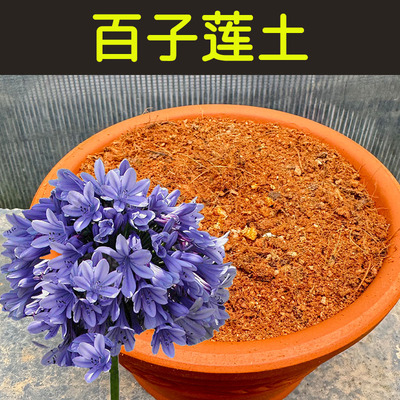 百子莲土透气配方营养土顺丰包邮