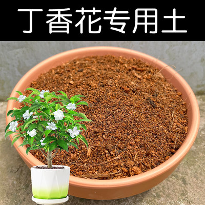 丁香花盆栽种植营养土顺丰包邮