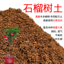 石榴树土盆栽种植石榴树专用土酸性土壤沙性土花泥通用营养土花肥
