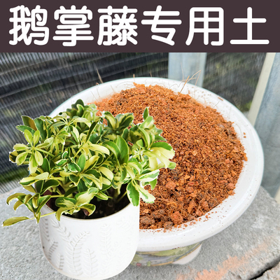 配方营养土透气顺丰包邮鹅掌藤土