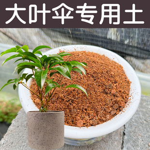 大叶伞土酸性透气透水配方营养土专用土盆栽花卉绿植种植花泥花肥