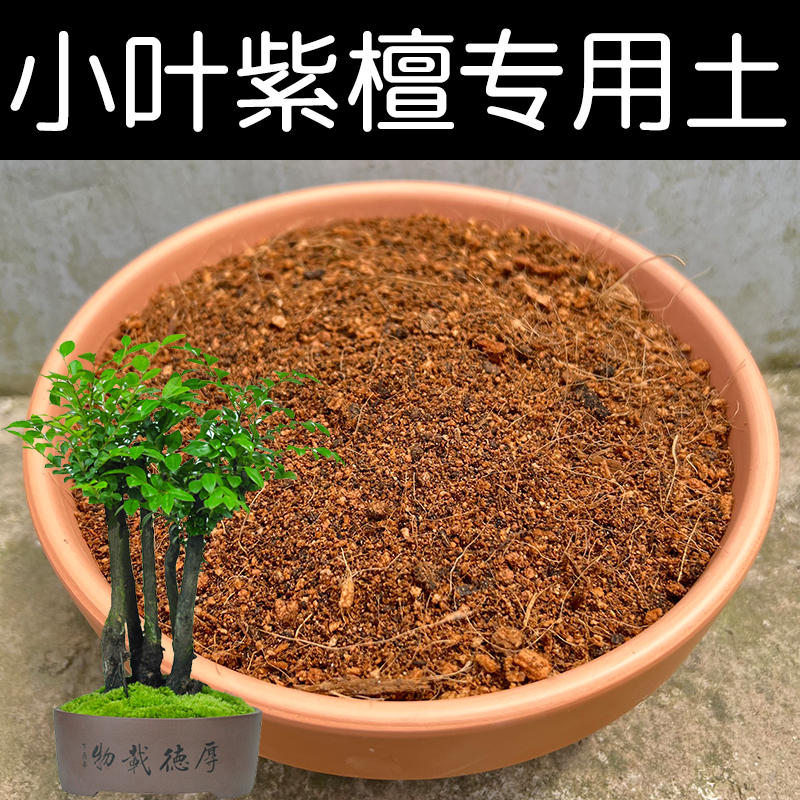 小叶紫檀盆栽种植营养土顺丰包邮