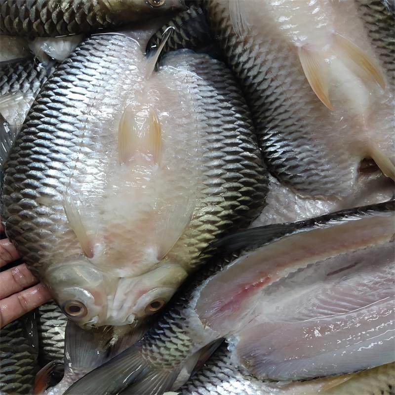 腌制开背苏丹鱼忘不了鱼鲜活冷冻淡水鱼皇帝鱼烤鱼半成品6条包邮