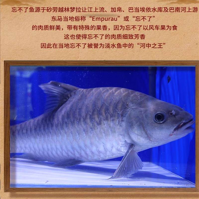 正宗马来西亚忘不了鱼淡水鱼之王5/11斤整条鲜活似野结鱼empurau