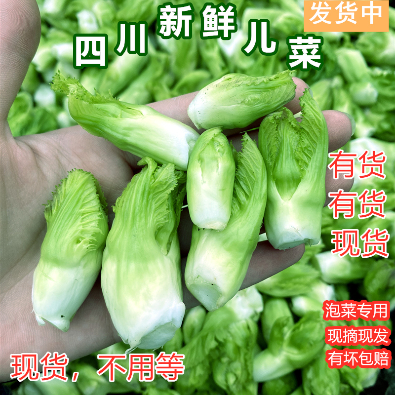 新鲜儿菜四川特产母子娃娃菜泡菜料产地直销抱子芥菜5斤装包邮