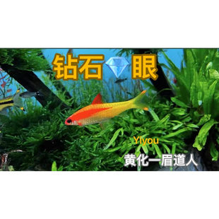 黄化一眉白化一眉黄金一眉黑影道人克里希那道金斯鲃热带观赏鱼