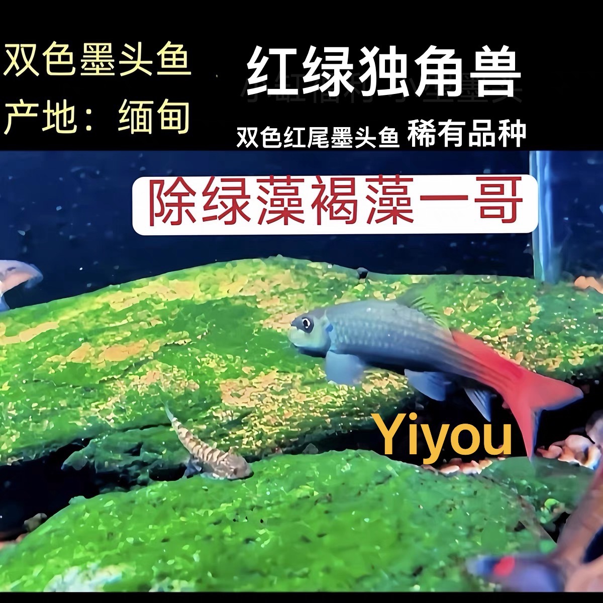 墨头鱼冷水原生鱼观赏鱼工具