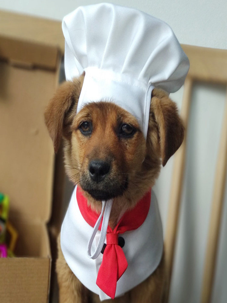 宠物小型犬狗猫口水巾休闲斗篷围脖三角巾泰迪比熊厨师服白色通用
