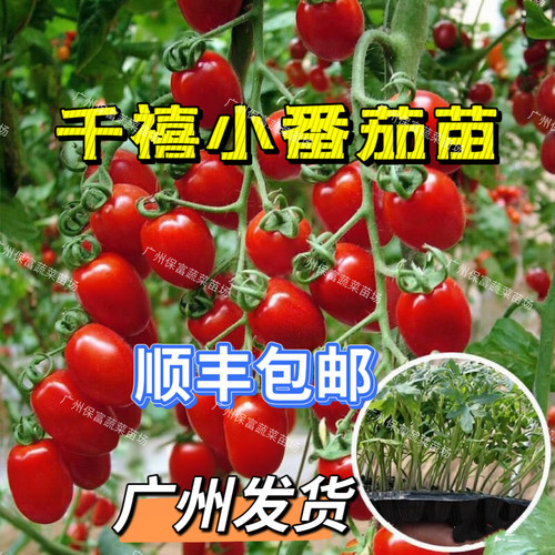 广东千禧圣女果苗正宗小番茄苗秧