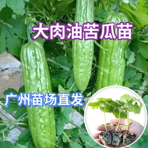 大肉苦瓜苗广东凉瓜秧苗耐热油苦瓜苗秧阳台家庭盆栽农田蔬菜苗秧
