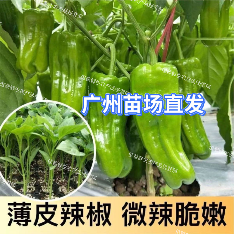 广东薄皮椒苗微辣菜椒秧苗泡椒苗青皮椒苗各种辣椒苗四季蔬菜苗秧