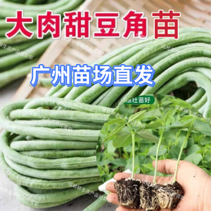 广东大肉甜豆角苗珠仔长豆角秧苗爬藤清甜爽口高产耐热阳台盆栽田