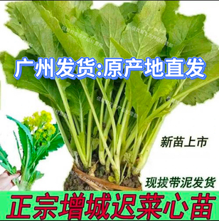 广州增城迟菜心苗小楼高脚菜心秧苗新鲜拔苗阳台容易种植现拔现拔