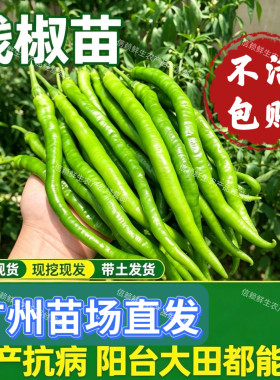 线椒苗高产香辣二荆条长线椒苗各种辣椒苗四季蔬菜苗现拔现发