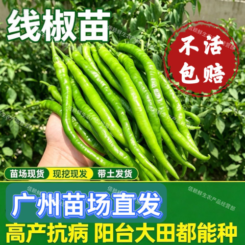 线椒苗高产香辣二荆条长线椒苗各种辣椒苗四季蔬菜苗现拔现发