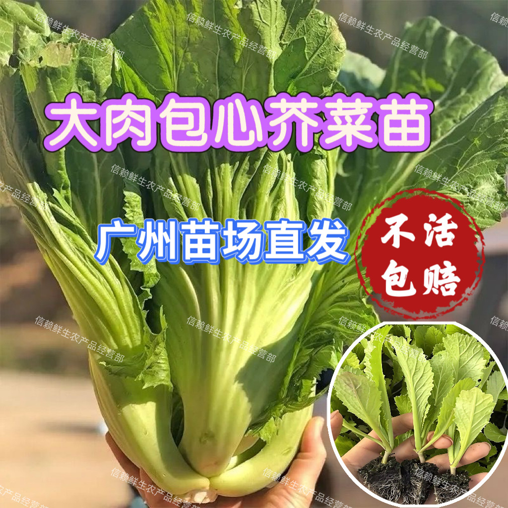 广东包心芥菜苗水东大肉卷心芥菜秧苗当季蔬菜苗秋冬种植耐热耐寒