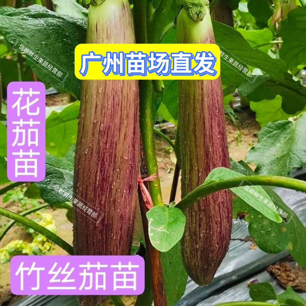 广东本地花皮茄子苗竹丝茄秧苗烧烤奶油长茄花茄苗地栽盆栽蔬菜苗
