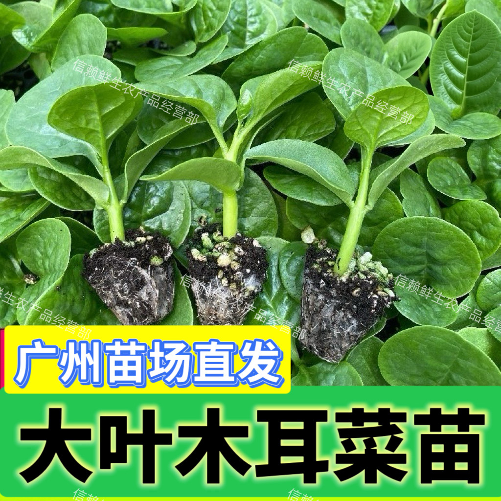 大叶木耳菜苗圆叶藤菜豆腐菜秧苗多次采摘蔬菜苗阳台盆栽现拔带土
