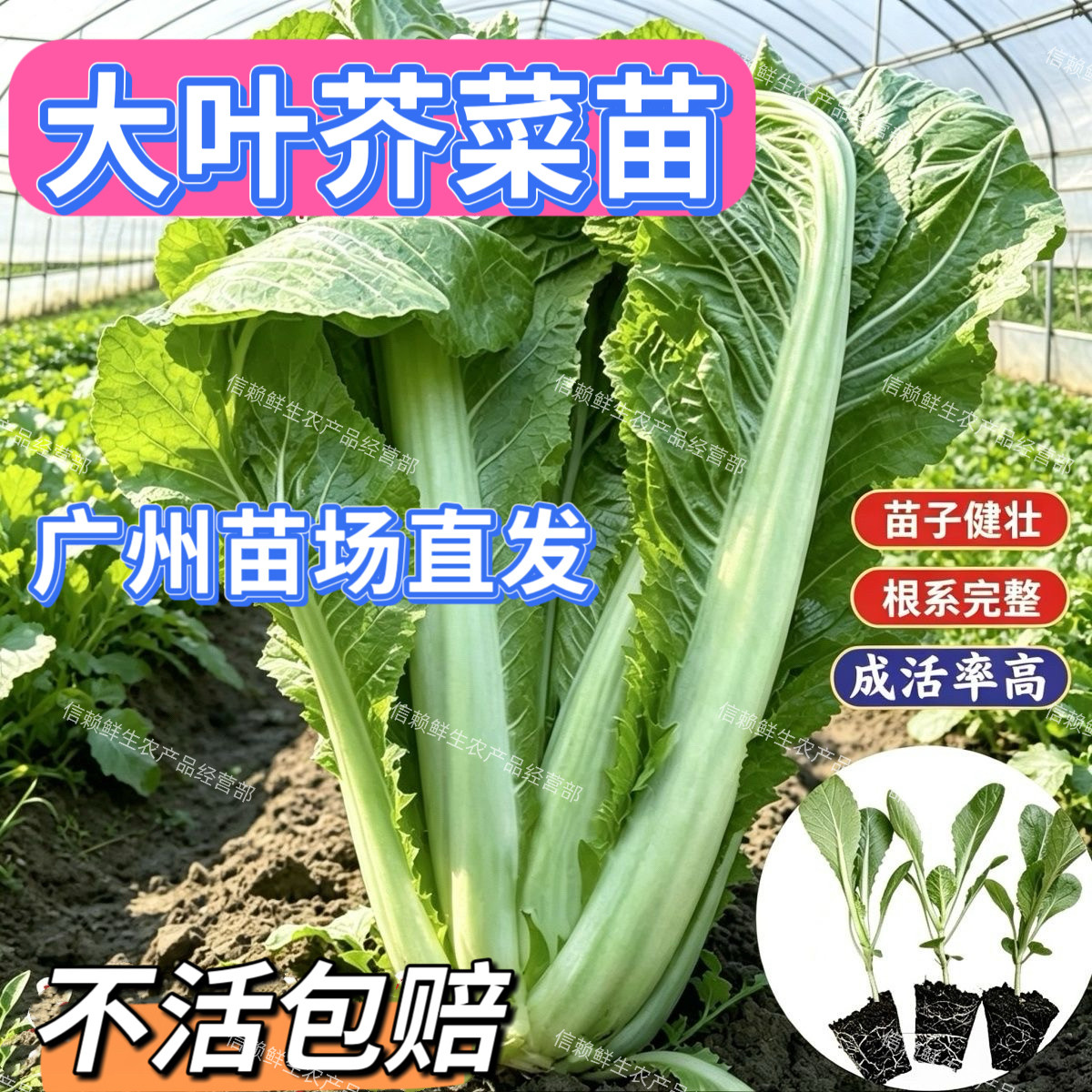 广东大叶芥菜苗客家宽帮芥菜秧苗