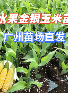 广东金银水果玉米苗包粟秧苗带土早熟高产甜玉米苗穴盘苗玉米种植
