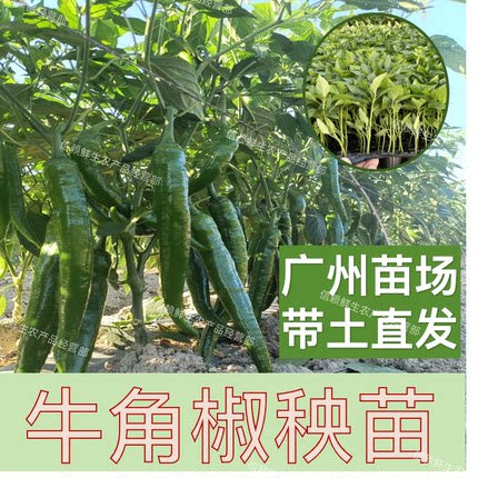 广州牛角尖椒苗超辣香辣羊角尖椒四季阳台盆栽辣椒蔬菜种现拔现发