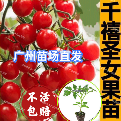 广东千禧圣女果苗红小番茄苗阳台