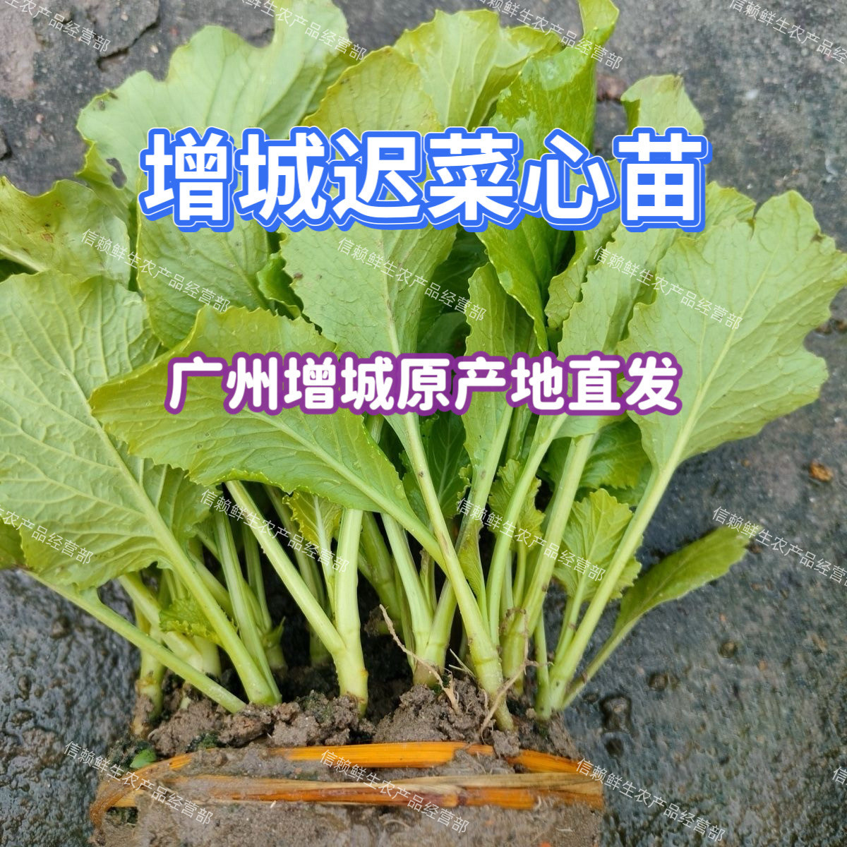 增城迟菜心苗小楼高脚菜心秧苗