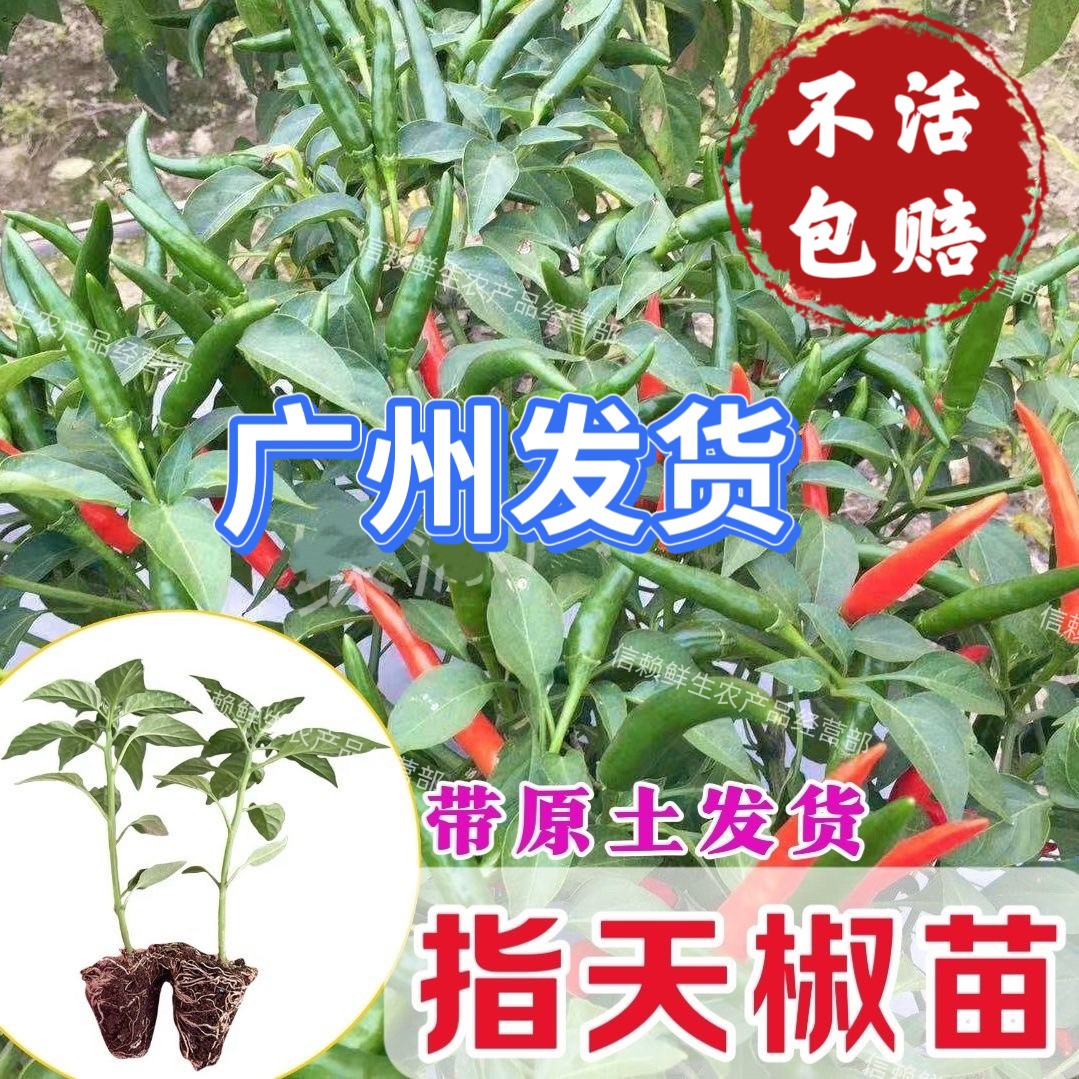 朝天椒苗指天椒苗阳台农田种植图片