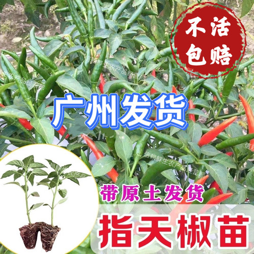 朝天椒苗指天椒苗阳台农田种植