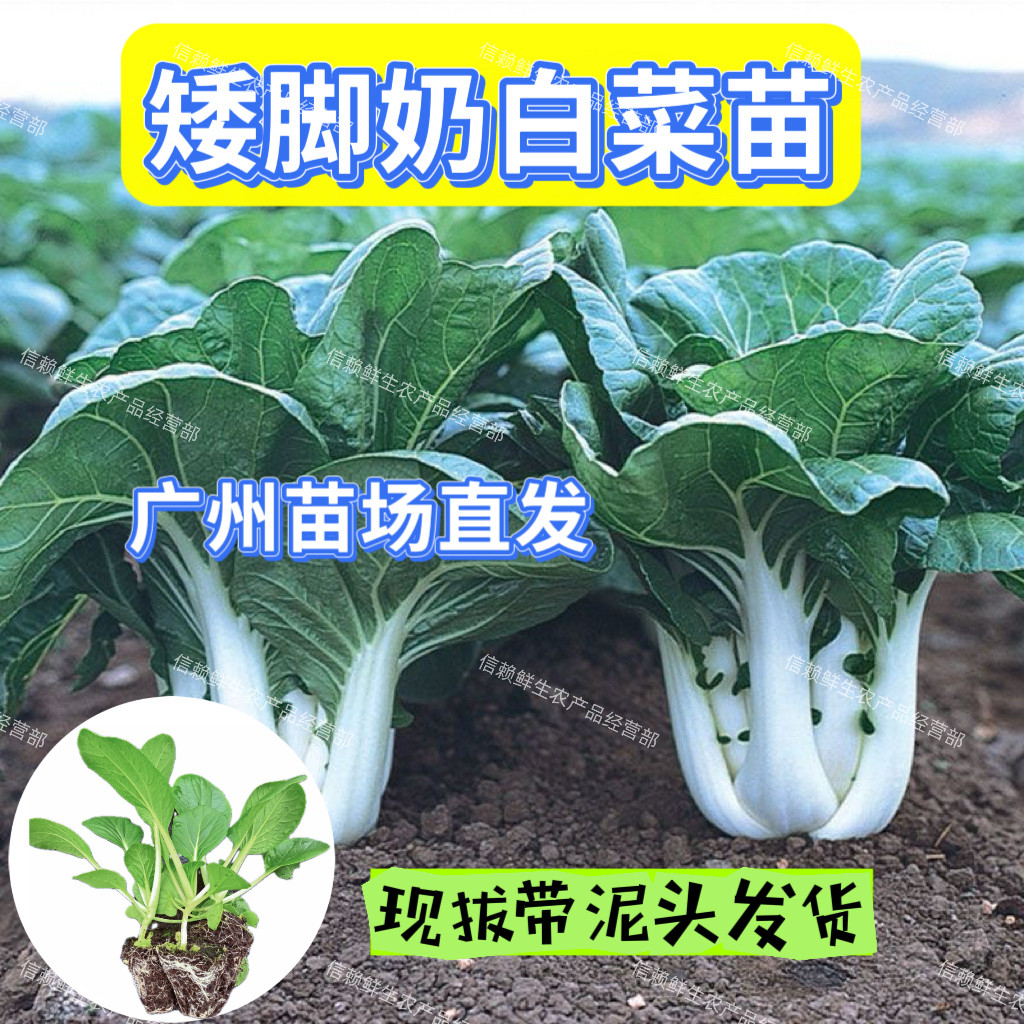 广东奶白菜苗本地矮脚白奶白菜秧苗当季蔬菜苗秧耐热耐寒带土发货