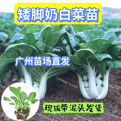 广东奶白菜苗本地矮脚白奶白菜秧苗当季蔬菜苗秧耐热耐寒带土发货