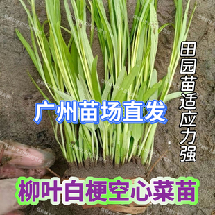 广东柳叶空心菜苗小叶白梗通菜秧苗春夏季种植蔬菜苗现拔现发带土