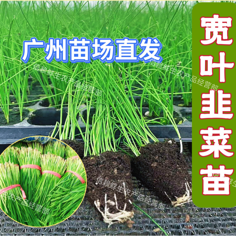 广东韭菜苗耐热耐寒宽韭菜秧苗九菜味香浓阳台盆栽田园庭院青菜苗
